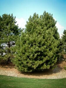 Сосна Чёрная (Pinus Nigra) купить по цене от 270.00р. в интернет-магазине «Посадика» с доставкой почтой в в Тобольске и по всей России – [изображение №1].