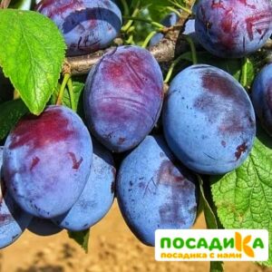 Слива Чачакская ранняя купить по цене от 229.00р. в интернет-магазине «Посадика» с доставкой почтой в в Тобольске и по всей России – [изображение №1].