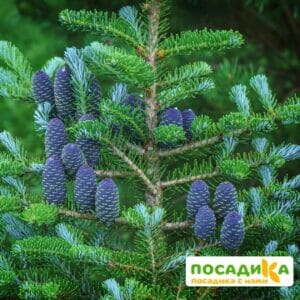 Пихта корейская (Abies koreana) купить по цене от 450.00р. в интернет-магазине «Посадика» с доставкой почтой в в Тобольске и по всей России – [изображение №1].