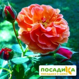 Роза Арабия купить по цене от 350.00р. в интернет-магазине «Посадика» с доставкой почтой в в Тобольске и по всей России – [изображение №1].