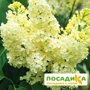 Сирень Примроуз (Primrose) купить по цене от 529.00р. в интернет-магазине «Посадика» с доставкой почтой в в Тобольске и по всей России – [изображение №1].