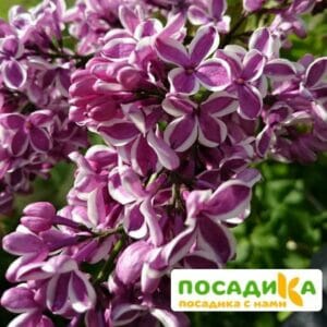 Сирень Сенсация купить по цене от 529.00р. в интернет-магазине «Посадика» с доставкой почтой в в Тобольске и по всей России – [изображение №1].