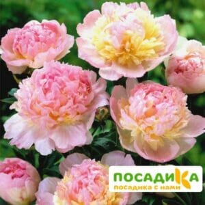 Пион Распберри Сандей (Paeonia Raspberry Sundae) купить по цене от 959р. в интернет-магазине «Посадика» с доставкой почтой в в Тобольске и по всей России – [изображение №1].