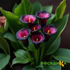 Калла Аура Лейс купить по цене от 400р. в интернет-магазине «Посадика» с доставкой почтой в в Тобольске и по всей России – [изображение №1].