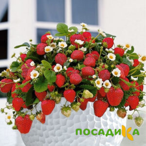 Клубника Рубиновый Шепот (горшечная) купить по цене от 240р. в интернет-магазине «Посадика» с доставкой почтой в в Тобольске и по всей России – [изображение №1].