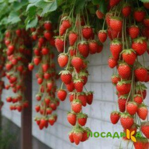 Клубника вьющаяся Комплимент купить по цене от 470р. в интернет-магазине «Посадика» с доставкой почтой в в Тобольске и по всей России – [изображение №1].