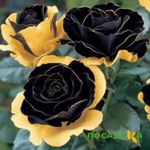 Роза Ханни Сикл купить по цене от 700р. в интернет-магазине «Посадика» с доставкой почтой в в Тобольске и по всей России – [изображение №1].