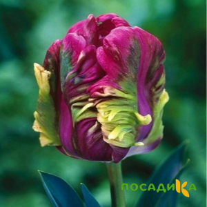 Тюльпан Экзотик Хэвен купить по цене от 186р. в интернет-магазине «Посадика» с доставкой почтой в в Тобольске и по всей России – [изображение №1].